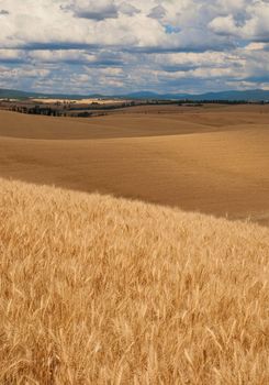 Wheat fields and clouds near Troy, Latah County, Idaho, USA