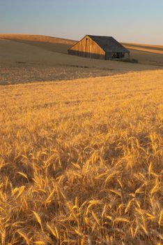 Old barn and wheat field at sunset, Whitman County, Washington, USA