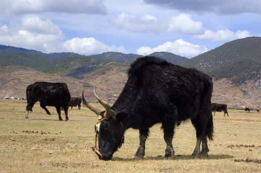 Grazing yaks, blue sky and mountain as background