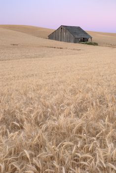 Old barn and wheat field at twilight, Whitman County, Washington, USA