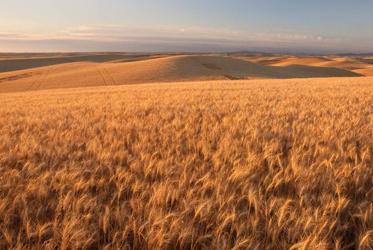 Wheat fields, hills and distant mountains, Whitman County, Washington, USA