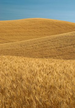 Golden wheat fields and blue sky, Whitman County, Washington, USA