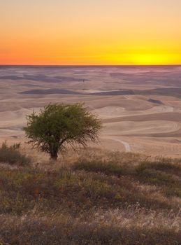 Prairie grasses, crabapple tree and harvested fields in late summer, at sunset, Steptoe Butte State Park, Whitman County, Washington, USA