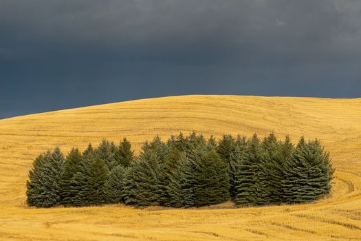 Spruce trees, harvested wheat and dark clouds, Whitman County, Washington, USA