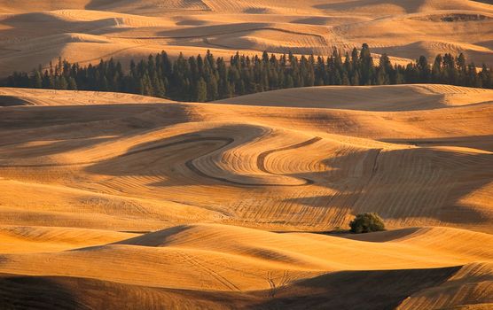 Rolling hills of harvested wheat fields and pine trees, Whitman County, Washington, USA