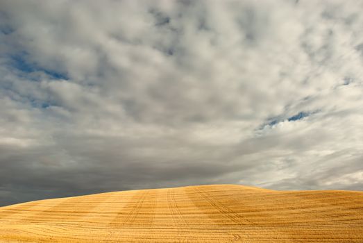 Tracks through wheat chaff and clouds, Whitman County, Washington, USA