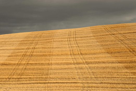 Tracks through wheat chaff and dark clouds, Whitman County, Washington, USA