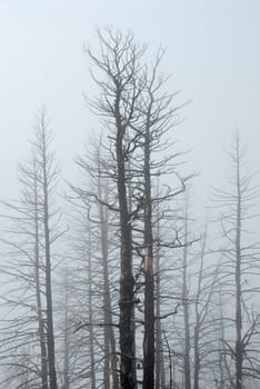 Dead trees and fog, Hells Canyon National Recreation Area, Wallowa County, Oregon, USA