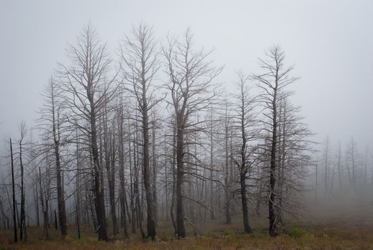 A stand of dead conifers near Hat Point, Hells Canyon National Recreation Area, Wallowa County, Oregon, USA