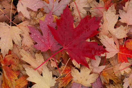 Sugar Maple (Acer saccharum) leaves in autumn after rain, University of Idaho Arboretum, Moscow, Latah County, Idaho, USA