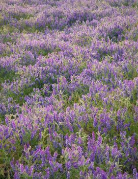 Wildflowers, Palouse Falls State Park, Franklin County, Washington, USA