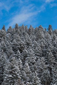 Winter forest and wispy clouds, Gallatin National Forest, Gallatin County, Montana, USA