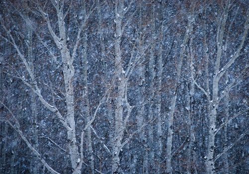 Aspen (Populus tremuloides) grove and winter snow storm, Gallatin County, Montana, USA