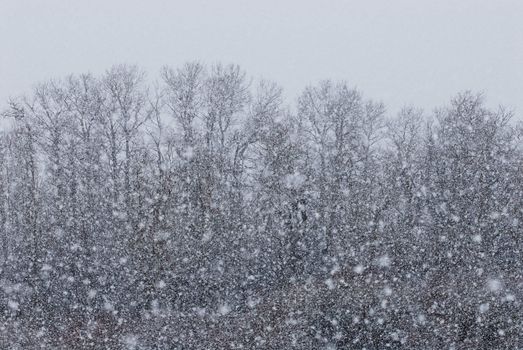 Aspen grove (Populus tremuloides) and snow storm, Gallatin County, Montana, USA