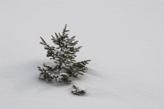 Young spruce tree buried in a snow drift, Hyalite Canyon, Gallatin National Forest, Gallatin County, Montana, USA