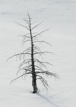 Dead tree and snow near Mammoth Hot Springs, Yellowstone National Park, Park County, Wyoming, USA