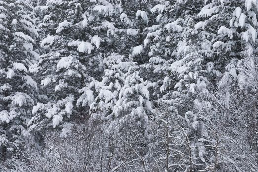 Snow covered trees after early spring snow storm, Gallatin National Forest, Gallatin County, Montana, USA