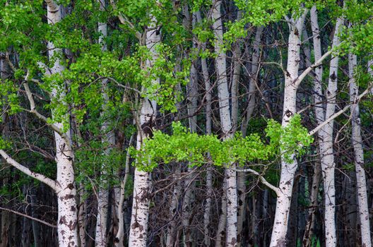 Aspen (Populus tremuloides) grove in spring, Gallatin County, Montana, USA