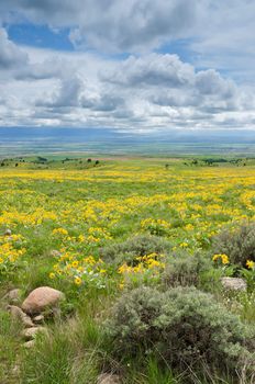 Arrowleaf Balsamroot (Balsamorhiza sagittata), sagebrush, distant farmland and clouds, Gallatin County, Montana, USA