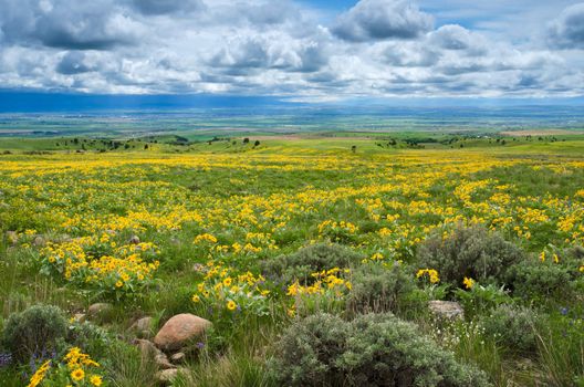 Arrowleaf Balsamroot (Balsamorhiza sagittata), sagebrush, distant farmland and clouds, Gallatin County, Montana, USA