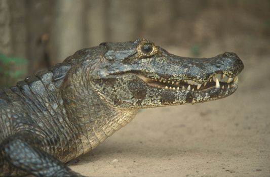 Close up of the head and jaws of a Cayman in the Brazilian Pantanal.