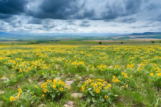 Arrowleaf Balsamroot (Balsamorhiza sagittata), distant farmland and clouds, Gallatin County, Montana, USA