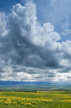 Arrowleaf Balsamroot (Balsamorhiza sagittata), distant farmland and clouds, Gallatin County, Montana, USA