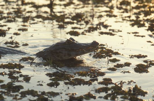 Head of a Cayman raised out of the water at sunset in the Brazilian Pantanal.