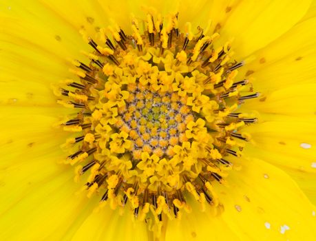 Detail of Arrowleaf Balsamroot (Balsamorhiza sagittata) flower