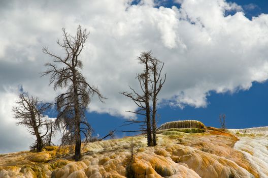 Dead pines at the top of Palette Springs, Yellowstone National Park, Park County, Wyoming, USA