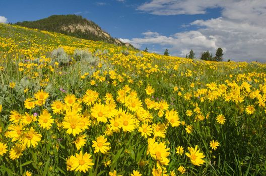 A meadow full of blooming Arnica flowers, Yellowstone National Park, Park County, Wyoming, USA