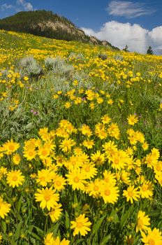 A meadow full of blooming Arnica flowers, Yellowstone National Park, Park County, Wyoming, USA