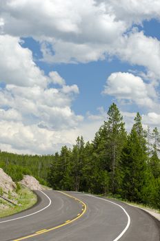 The Grand Loop Road and Pines, Yellowstone National Park, Park County, Wyoming, USA