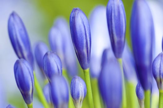 Close up of blue agapanthus flower.