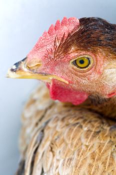A hen sitting in barnyard Focus on eye