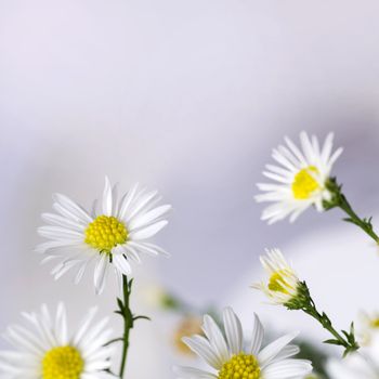 A beautiful border from white Daisies Shallow depth of field