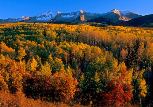 Quaking Aspen (Populus tremuloides) and Gamble Oak (Quercus gambelli) and the West Elk Mountains at sunset, Gunnison National Forest, Gunnison County, Colorado, USA