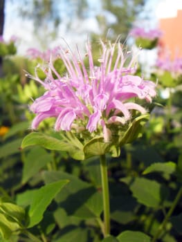 Monarda