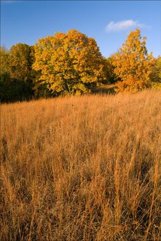 Autumn 'White Oaks' (Quercus alba) and prairie grasses, Waubonsie State Park, Iowa, USA
