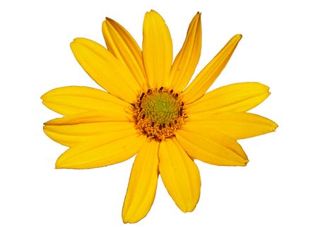 coneflower