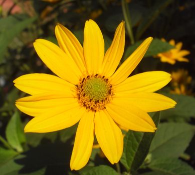 coneflower
