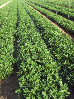peanut field