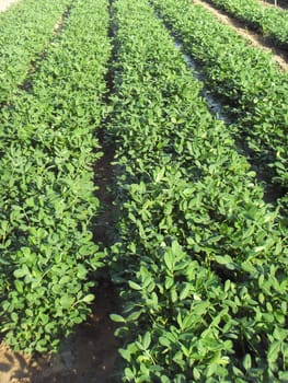 peanut field