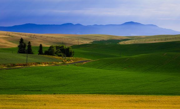 Rolling farmland and Idaho's Palouse Range on a cool summer morning, Whitman County, Washington, USA