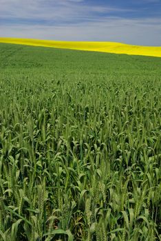 Wheat and canola fields in summer, Latah County, Idaho, USA