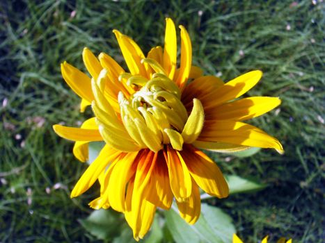 Rudbeckia laciniata is blooming