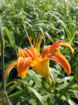 hemerocallis