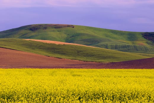 Yellow canola field and rolling hills near Oaksdale, Whitman County, Washington, USA