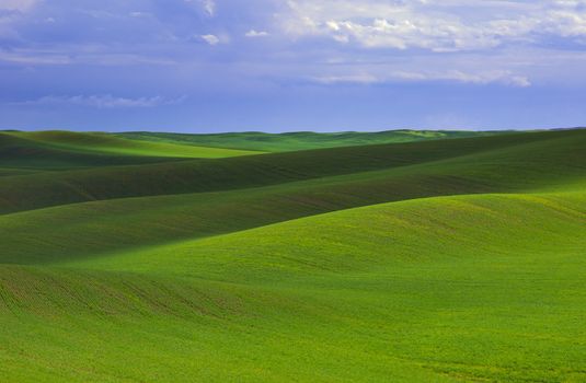 Green wheat and clouds shadows, Whitman County, Washington, USA