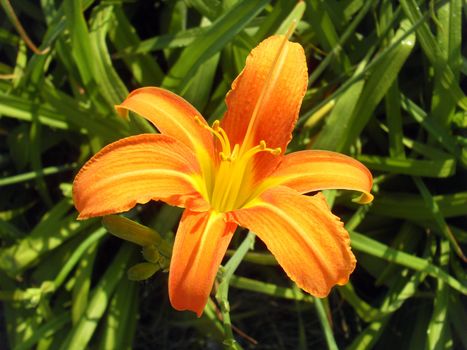 hemerocallis